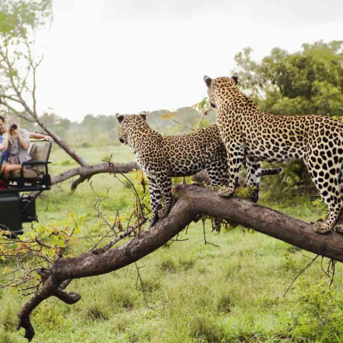 7D5N SOUTH AFRICA WILDERNESS ESCAPE (SAW-450)