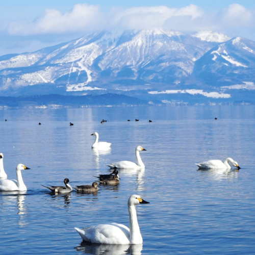 7D5N HIDDEN GEMS OF JAPAN (HGO-550)
