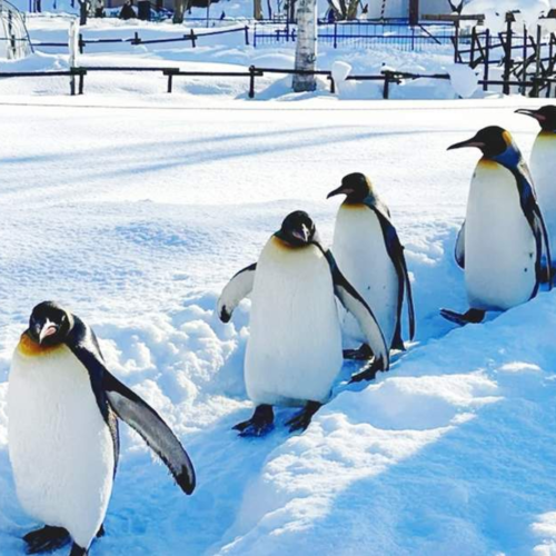 8D7N HOKKAIDO NATURE & CULTURE ESCAPE (HNC-200)