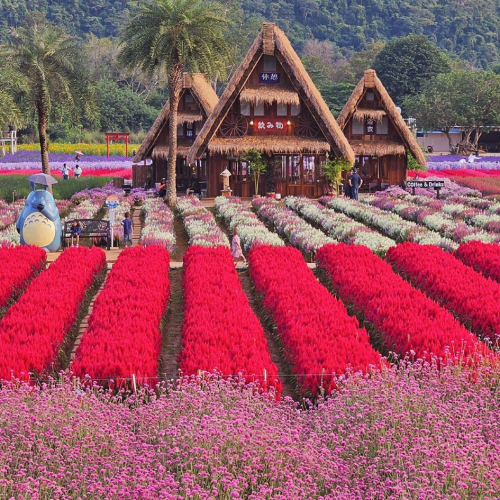 4D3N THAILAND BLOOMING ESCAPE (TBE-300)